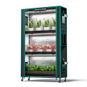 Microgreens